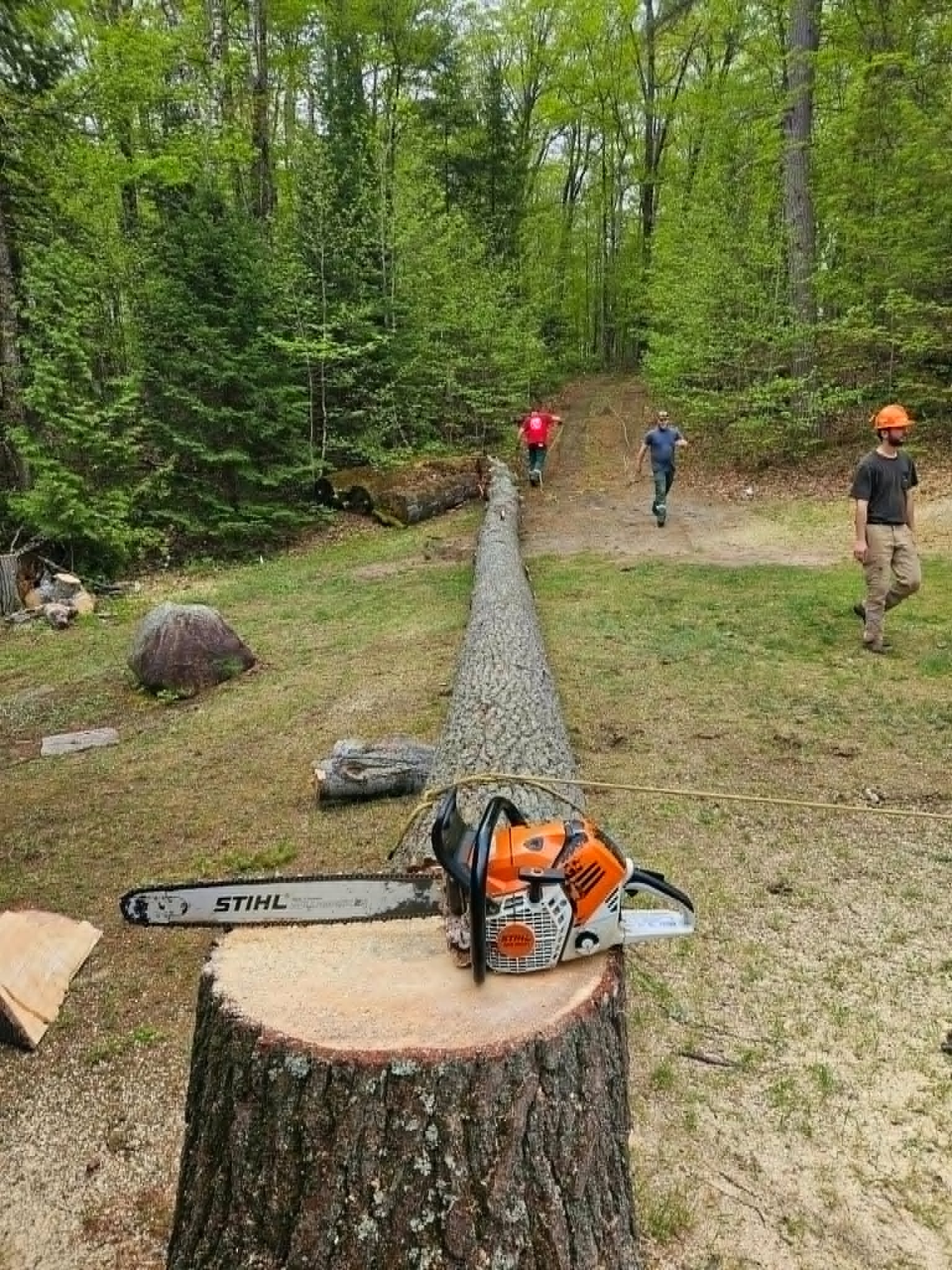 Tree Removal
