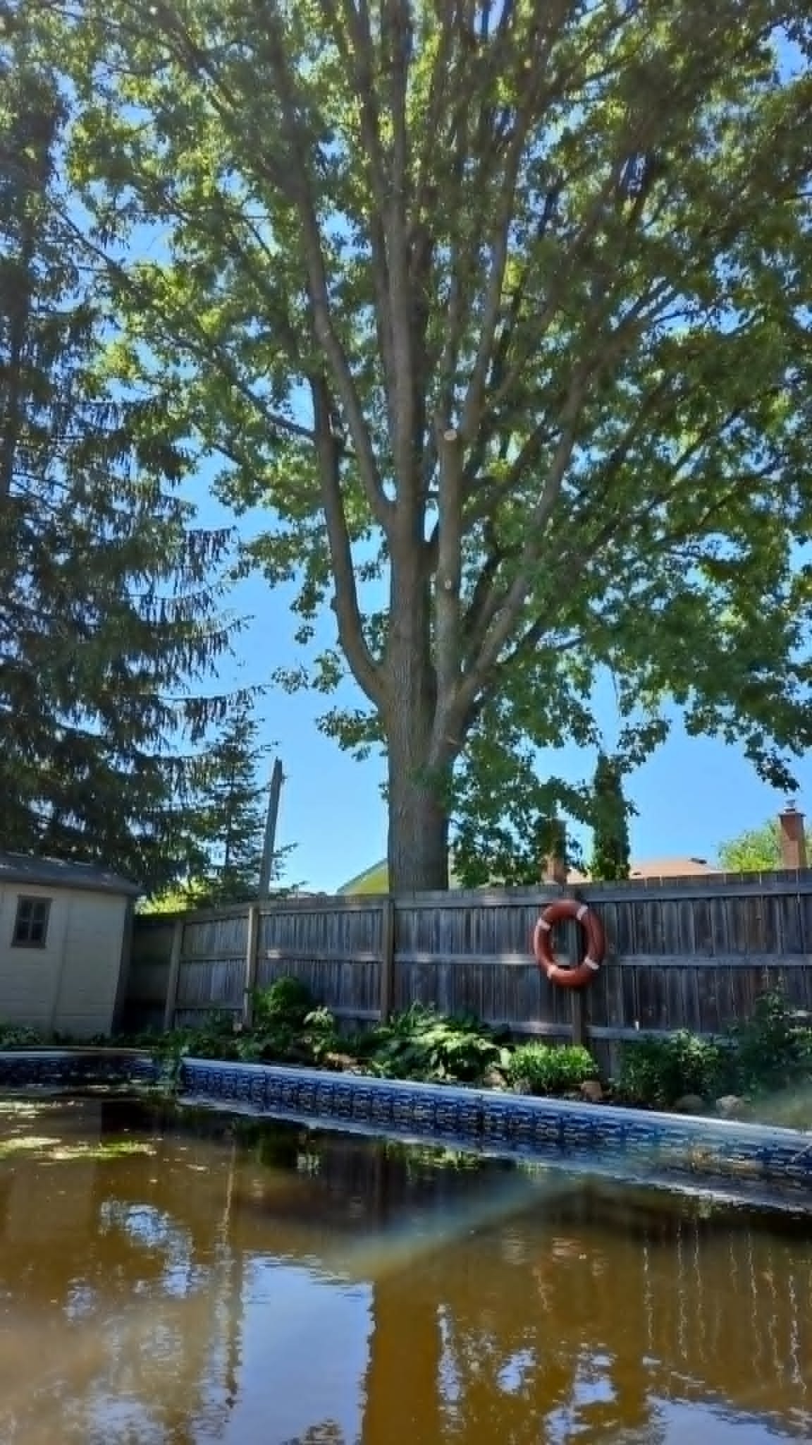 Tree Trimming & Pruning